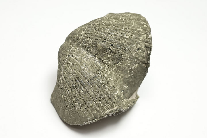 �ѥ��饤�Ȳ��ѥ饹�ԥ�ե������� Paraspirifer ���ϥ�������