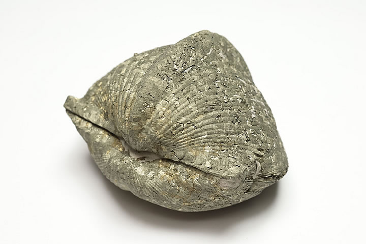 パイライト化パラスピリファー化石 Paraspirifer オハイオ州産