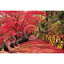 【新品】ジグソーパズル 日本風景シリーズ 吉野山の紅葉景-奈良 2016ベリースモールピース(50x75cm)【宅配便】 3,790円