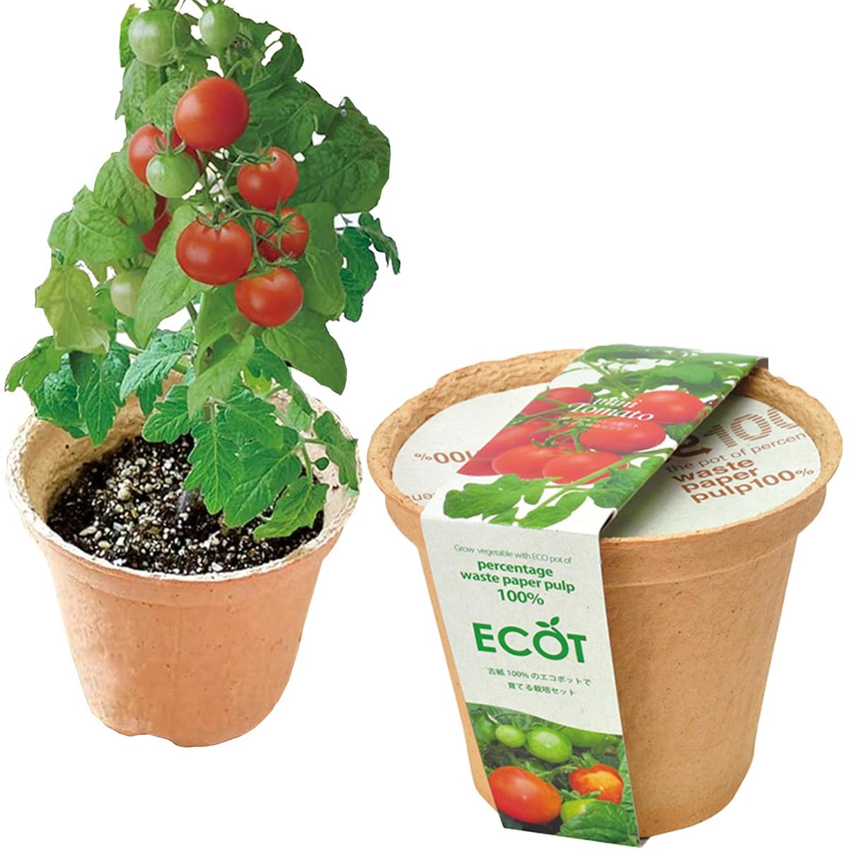 聖新陶芸 冬 / 春 / 夏の 家庭菜園 簡単 栽培キット ゆったり育てる ミニトマト 野菜 栽培セット ( 自..