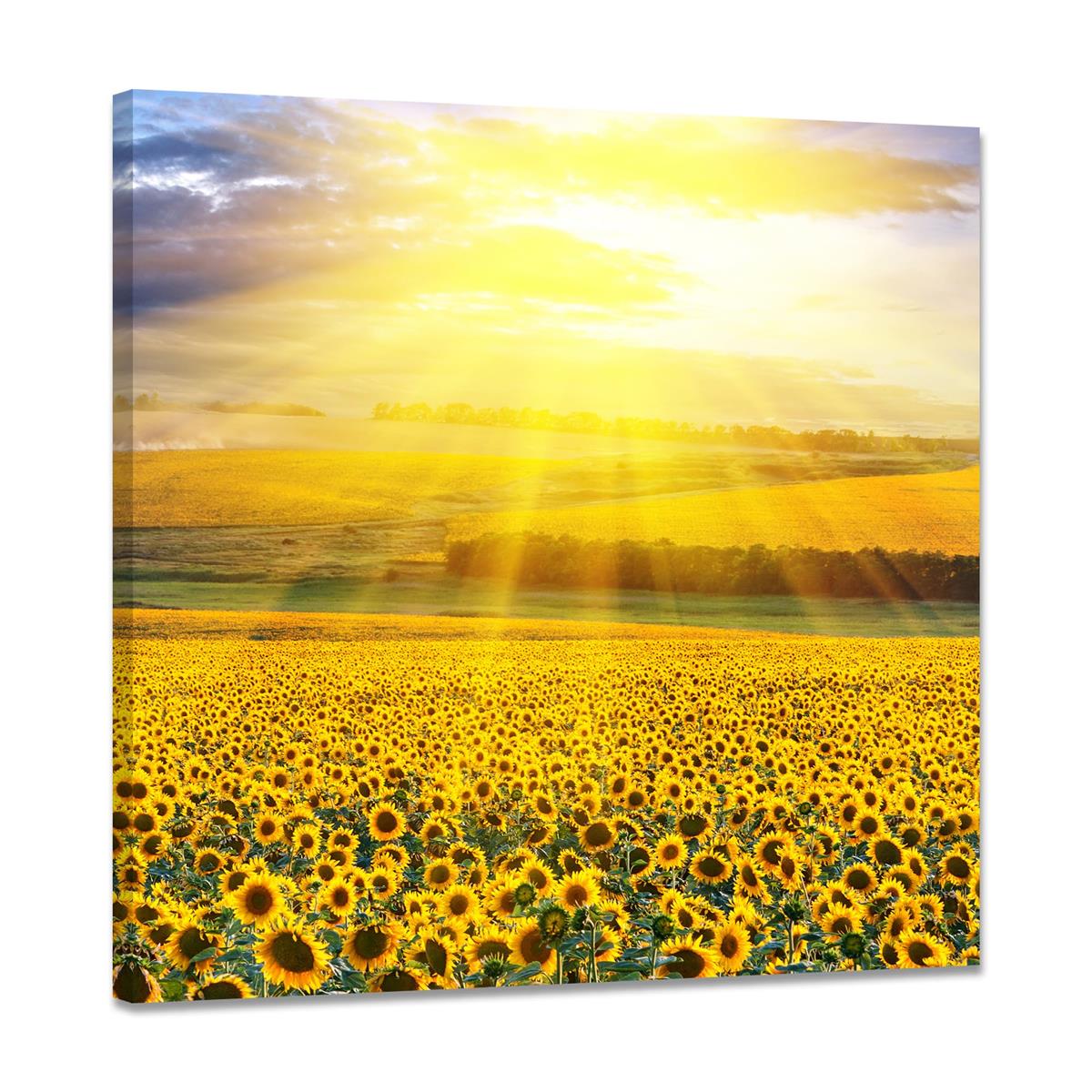 Ҥޤ ݥ  ȥѥͥ   ƥꥢ դ ʪ ɳݤ ֤γ  골 ɳݤ դδ (50x50cm)