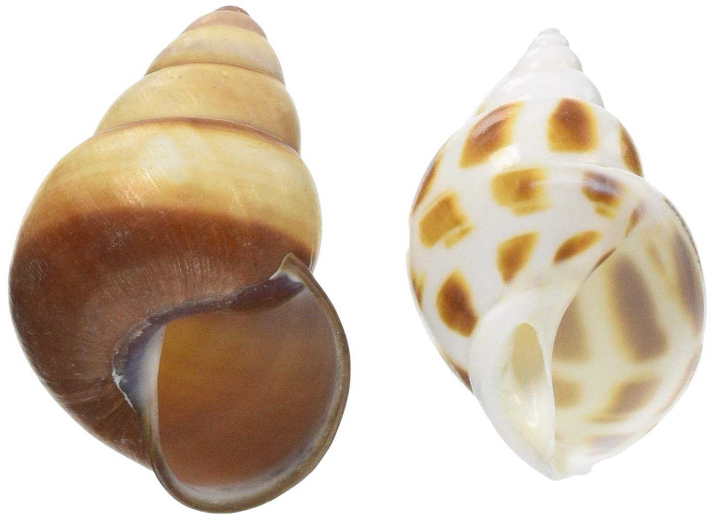 三晃商会 SANKO オカヤドカリの宿替え貝殻 L