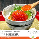 紅鮭いくら醤油漬け いくら 250g 送料無料！