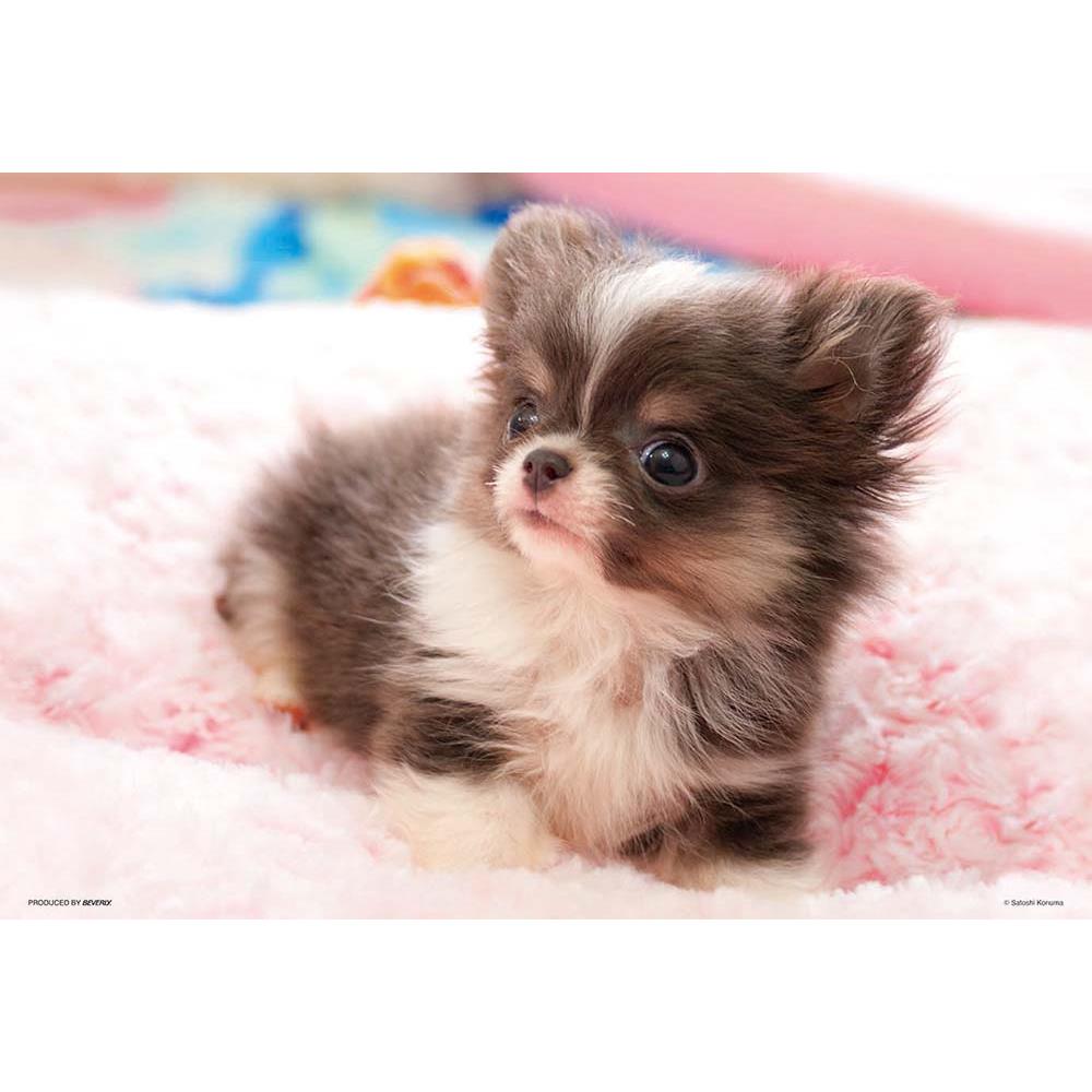 【心を込めて、ラッピング対応】ジグゾーパズル チワワなボク 300-008 BEVERLY ビバリー