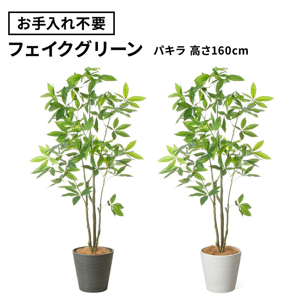 楽天市場】パキラ 160cmの通販