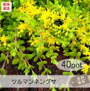 ツルマンネングサ40Potセット(送料無料)花苗 多肉植物 セダム 黄花 常緑 グランドカバー(4)
