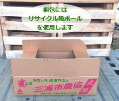 ディコンドラ(ダイカンドラ)10Potセット
