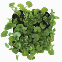 ディコンドラ(ダイカンドラ)10Potセット