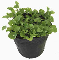 ディコンドラ(ダイカンドラ)10Potセット
