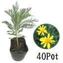 ユリオプスデージー40Potセット(188円/Pot・送料無...