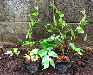 オニヤブソテツ5Potセット(652円/Pot・送料無料)シダ植物 常緑 日陰 ガーデニング