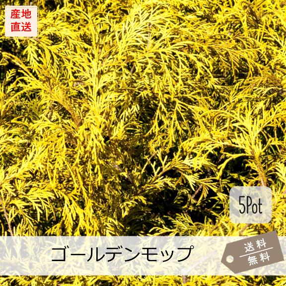 ゴールデンモップ苗の商品画像