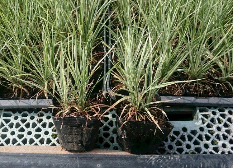 ハクリュウ20Potセット（送料無料）グランドカバー　カラーリーフ　下草　寄せ植え　ガーデニング