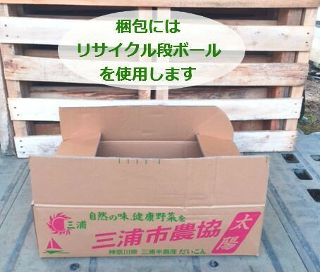 Hot 豊富なヒメマサキ 緑葉 potセット 528円 Pot 送料無料 苗 低木 生垣 常緑 緑葉 グランドカバー 寄せ植え 観葉植物 お台場ガーデンクラブ