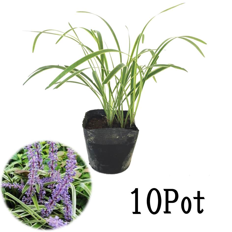 ե֥10Potå