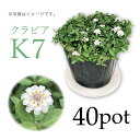 クラピアK7　40Potセット　苗　雑草対策　白花　グランドカバー　（送料無料）