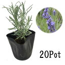ラベンダー・ラバンジン系20Potセット(送料無料)ハーブ 花苗 紫花 ガーデニング グランドカバー 下草 常緑