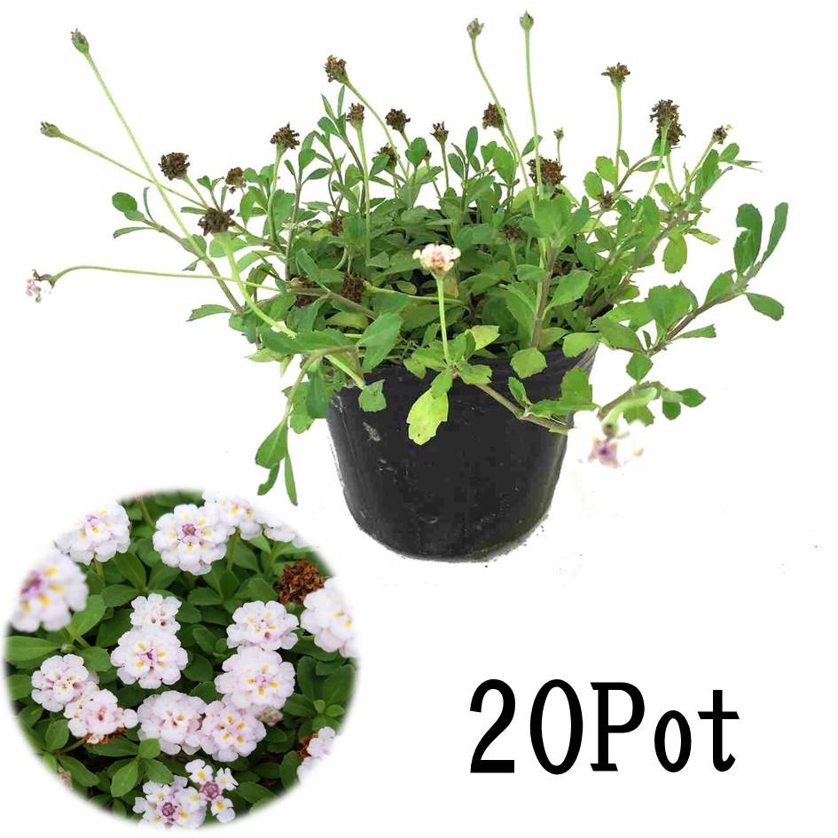 新色 ヒメイワダレソウ 白色 140鉢 7.5cmポット ecousarecycling.com
