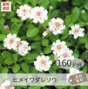 ヒメイワダレソウ(リピア)160Potセット(送料無料)花苗 雑草対策 白花 リッピア グランドカバー 宿根草【画像は現状の様子ではありません!】(4)