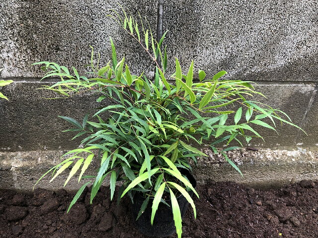 マホニア・コンフューサ10Potセット（送料無料）常緑低木苗　15.0cmVP(大株)　黄花