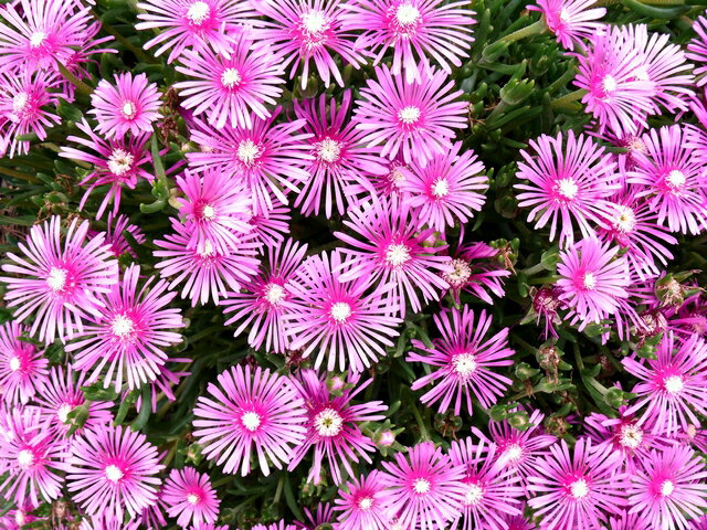マツバギク 植物図鑑