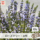 ローズマリー(立性)40Potセット(送料無料)ハーブ 花苗 紫花 ガーデニング グランドカバー 下草 常緑 芳香