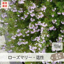 ローズマリー(這性)10Potセット(送料無料)ハーブ 花苗 紫花 ガーデニング グランドカバー 下草 常緑 芳香