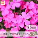 芝桜・ダニエルクッション80Potセット(送料無料)シバザクラ 苗 花苗 濃桃 ピンク 3号ポット 9.0VP ガーデニング 下草 常緑 雑草対策 多年草
