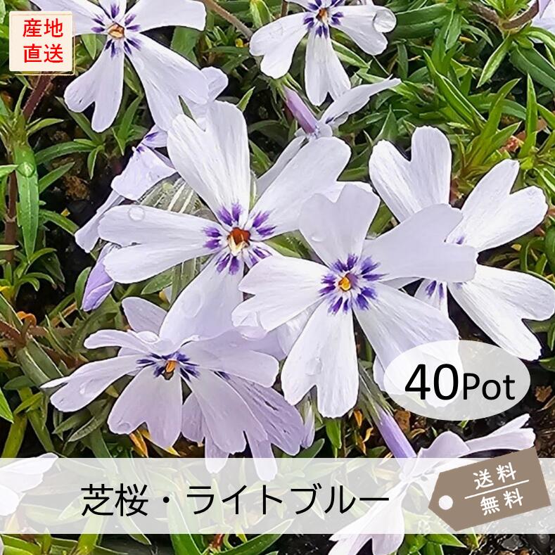 芝桜・ライトブルー40Potセット（送料無料）シバザクラ　花苗　水色　青　花　ブルー　ガーデニング　..