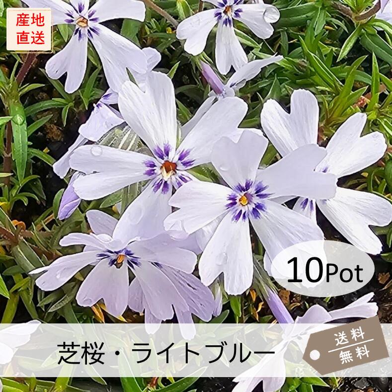 芝桜・ライトブルー10Potセット（送料無料）シバザクラ　花苗　水色　青　花　ブルー　ガーデニング　..