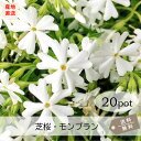 芝桜・モンブラン20Potセット(送料無料)シバザクラ 苗 花苗 白 ホワイト 3号ポット 9.0VP ガーデニング 下草 常緑 雑草対策 多年草(4)
