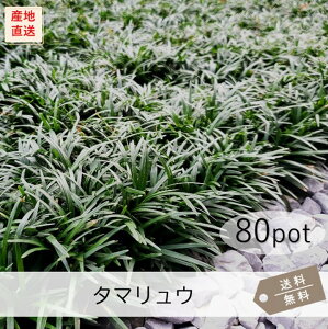 タマリュウ80Potセット(送料無料)グランドカバー 玉竜 苗 常緑 日陰 ガーデニング 緑化