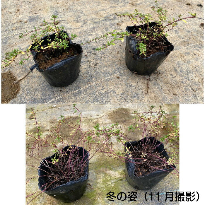 クリーピングタイム ロンギカリウス 160potセット 113円 Pot 送料無料 花苗 雑草対策 ハーブ 紫花 常緑 グランドカバー お台場ガーデンクラブ クリーピングタイム ロンギカリウス 160potセット 113円 Pot 送料無料 花苗 雑草対策 ハーブ 紫花 常緑 グランドカバー お台場ガーデンクラブ