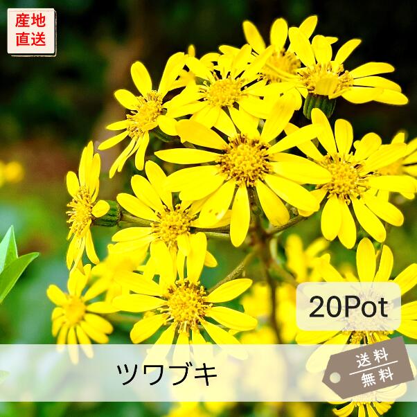 ツワブキ20Potセット(送料無料)花苗 黄花 イングリッシュガーデン 日陰 下草 グランドカバー 寄せ植え