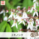 ユキノシタ10Potセット(送料無料)苗 日陰 シェードガーデン 常緑 ガーデニング グランドカバー(4)