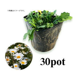 シャスターデージー30Potセット・苗　白花　常緑　グランドカバー　(送料無料)