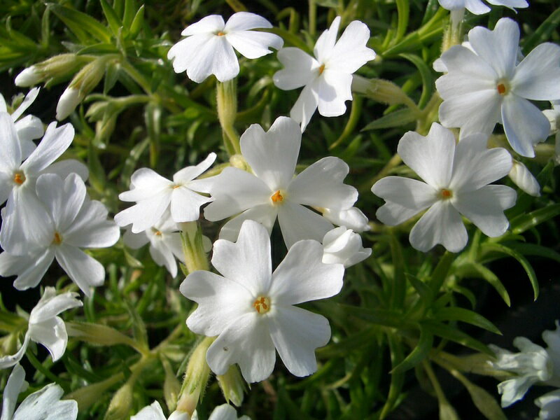 シバザクラ・モンブラン35Potセット（送料無料）芝桜　花苗　白　モンブラン　ホワイト　ガーデニング　下草　常緑のサムネイル