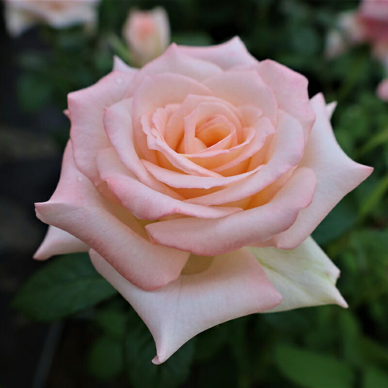 バラ苗　2年大株苗　天使の微笑み　シャイニングローズ　4号鉢