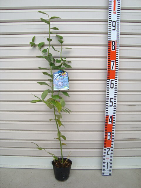 ڥ㡼ĥϥ֥åϡ֥롼٥꡼[̼]