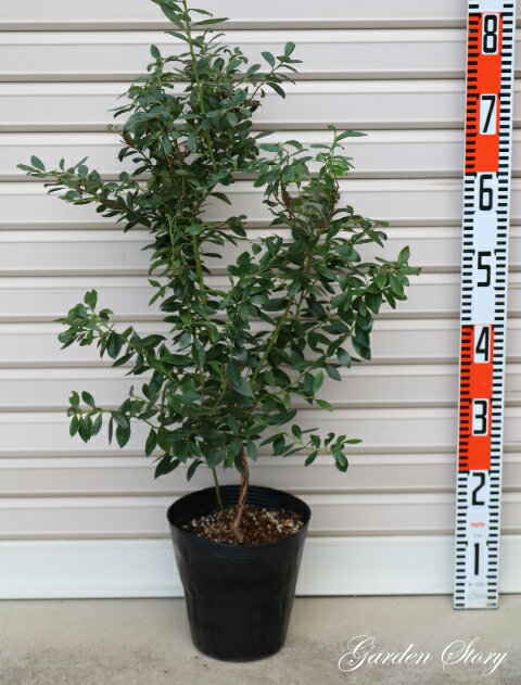 【サンシャインブルー】3年生苗 6号ポットサザンハイブッシュ系・ブルーベリー[果樹苗木]