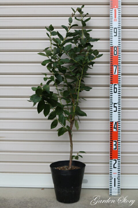 �ڥ�����ե������֥롼��3ǯ���� 6��ݥåȥ�����ϥ��֥å���ϡ��֥롼�٥꡼[�̼�����]