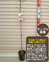 1年生接木苗ヤエベニシダレサクラ　枝垂れ桜※納期指定：発送予定2025年1月中旬以降順次または通常発送※