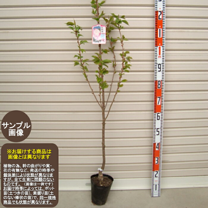 【紅時雨】1年生苗ベニシグレ　サクラ※通常発送※[花木苗木　桜　さくら]
