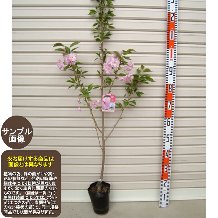 【関山桜】1年生苗カンザンサクラ※納期指定：発送予定2025