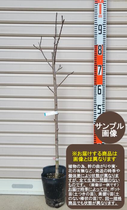 【彼岸桃(赤)】接木苗花桃[果樹苗木・ハナモモ]