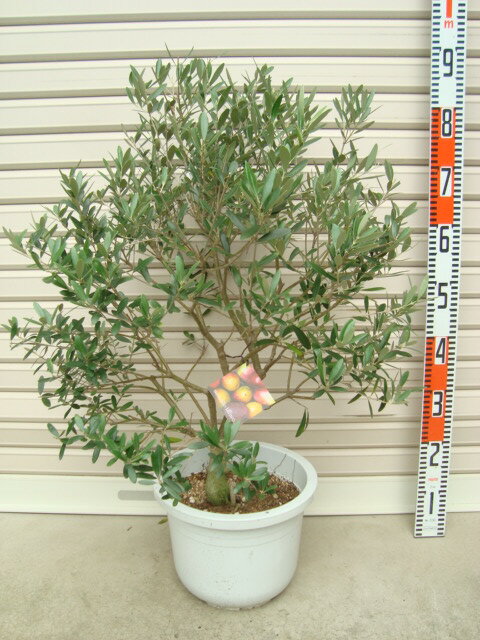 【ネバディロ・ブランコ】玉造 5年生苗 9輪鉢オリーブ[花木苗木・常緑樹・庭木]のサムネイル