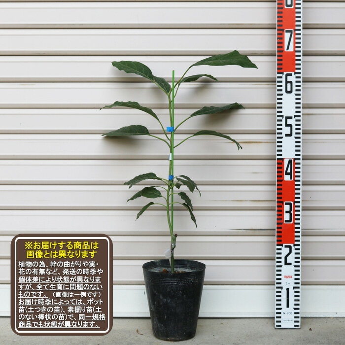 【ベーコン】接木苗 1年生 1等苗※通常発送※アボカド[べーこん 果樹苗木 ワニナシ ガーデンストーリー ..