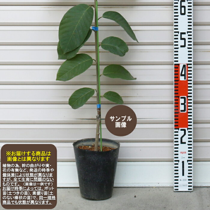 ڥեΥǥإơ 䢨2024ǯ3ܰʹ߽缡̾ȯ[̼ڡХ쥤ǮӲ̼]