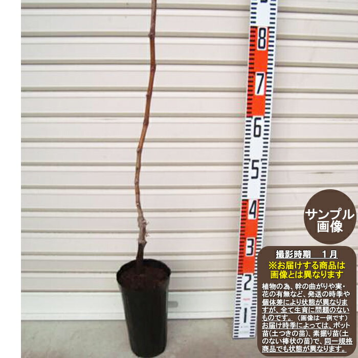 鉢底からの高さ 約 50 〜 70cm 苗木タイプ 同梱については下記表を参照ください 送料サイズ 140サイズ ◆ご購入後、ジベレリン処理を施して頂きますと、種無しになります。