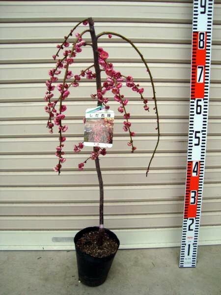 【しだれ梅】（赤）接木苗枝垂れ梅（シダレウメ）[果樹苗木　花梅　はなうめ]のサムネイル